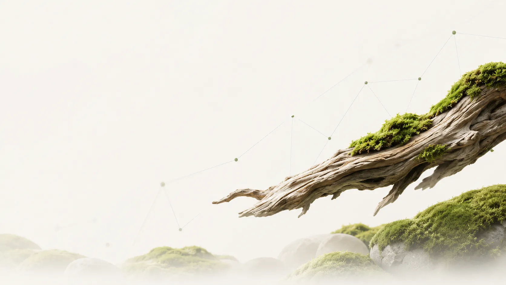A moss-covered branch reaching through pale fog above mossy stones
